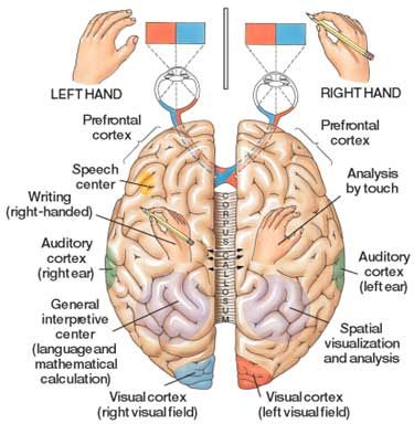 Occupational Therapy Kids, Vision Therapy, Pediatric Occupational Therapy, Brain Facts, Brain Anatomy, The Human Brain, Brain Gym, Sensory Integration, Right Brain