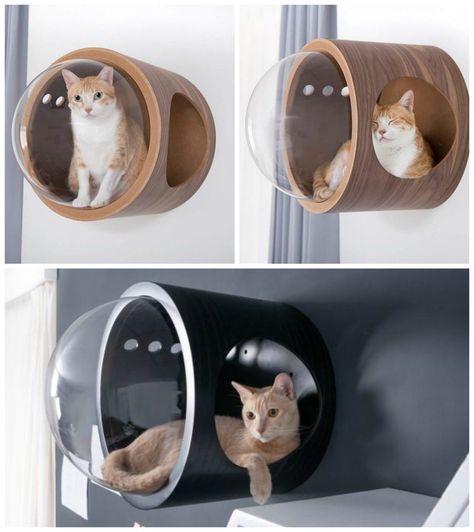 Bubble Wall Cat Bed Katt Grejer, Modern Cat Bed, Cat Bedroom, Cat Houses, Bubble Wall, Cat Playground, Diy Apartment Decor, Cat Shelves, Window Bed