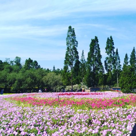 Taman Bunga Nusantara, Cipanas, West Java, Indonesia. #Fullofflower #Westjava #Indonesia Plant Breeding, West Java, Clematis, Java, Dolores Park, Indonesia, Natural Landmarks, Plants, Travel