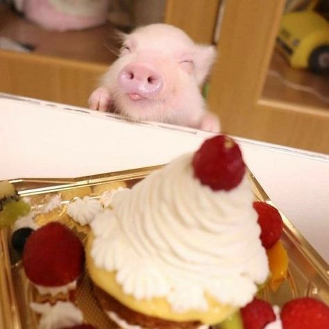 Instagram Cake, Pigs, Cake, On Instagram, Instagram