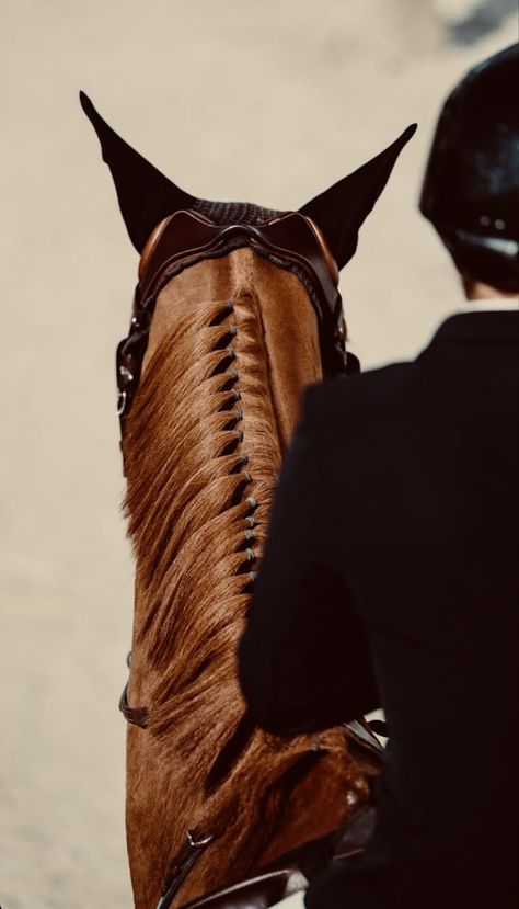 Chestnut Showjumper, Equitation Aesthetic, Chestnut Horses, Horse Hay, Horse Riding Aesthetic, Equestrian Aesthetic, Horse Aesthetic, Horse Videos, Majestic Horse