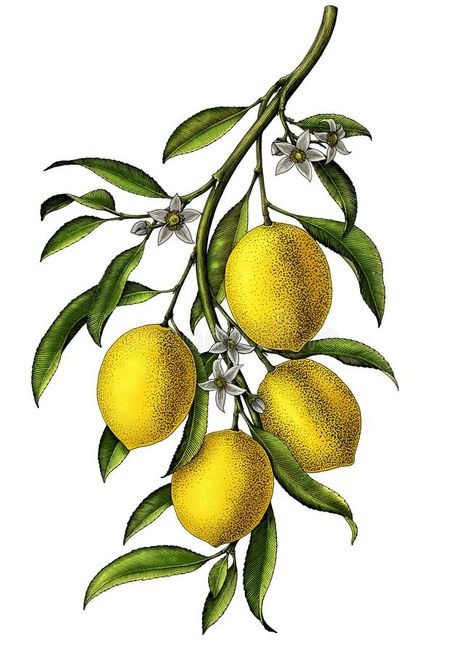 Lemon Branch Illustration, Lemon Pictures, Lemon Drawing, Branch Illustration, Lemon Branch, Frilled Sleeves, Vintage Clip Art, Lemon Art, Creative Infographic