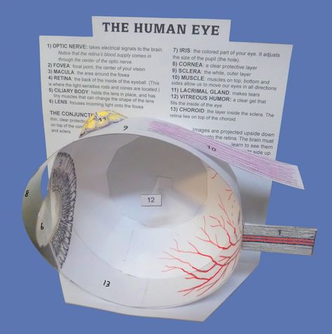 Eye Model  Classical Conversations  Cycle 3 Week 5 Science Project Models, Human Body Science, Eye Model, Biology Projects, Basement Workshop, Human Body Unit, The Human Eye, 5th Grade Science, Teaching Biology