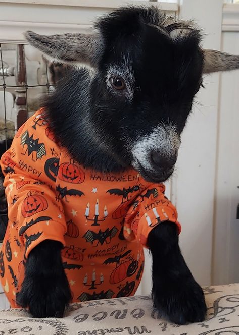 Nothing like goats in Jammies to brighten your day! This little guy loves attention and loves his Halloween Pajamas. Cute Baby Goats, Halloween Costumes Anime, Anime Halloween Costume, Halloween Costume Animal, Milk Goats, Goat Print, Funny And Cute, Baby Goats, Goats