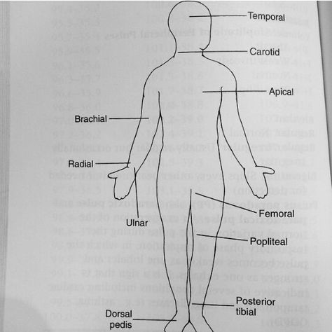 Pulse Points Pulse Points Nursing, Perfume Pulse Points, Perfume Pulse Points Women, Normal Pulse Rate Chart, Pulse Points, Teaching Ideas, Nursing, Medical, Male Sketch