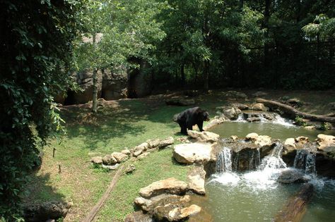 Canadian Mountains, Bear Zoo, Bear Habitat, Zoo Inspiration, Zoo Design, Zoo Zoo, Zoo Ideas, Zoo Architecture, Zoo Park