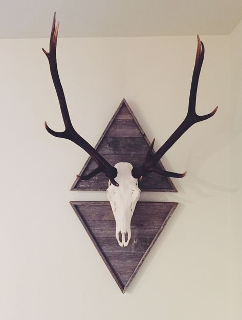 European mount #elk Elk Decor Ideas, Elk Rack Mount, Deer Skull Living Room, Elk Skull Decor, European Deer Mount Decor, Deer Skull Wall Decor, Elk Skull Mount, Elk European Mount Ideas, Elk Mount Living Room