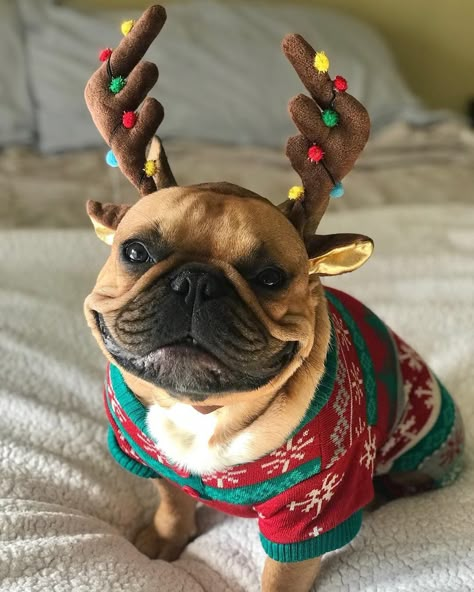 French Bulldog on Instagram: “@piggy_ellie_charleybear Let the countdown begin!! 🎅🏻🎄❄️🦌. . . . . . #frenchie #frenchieoftheday #französischebulldogge #franskbulldog…” French Bulldog Funny, Bulldog Francese, Bulldog Breeds, Frenchie Bulldog, Frenchie Puppy, Bull Dogs, Dog Socks, Puppy Gifts, French Bulldog Puppies