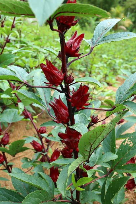 Roselle Hibiscus Farm in Sri Lanka Hibiscus Roselle, Roselle Plant, Logo Flor, Roselle Hibiscus, Composting 101, Farming Ideas, Hibiscus Sabdariffa, Good Morning Tea, Herbal Plants