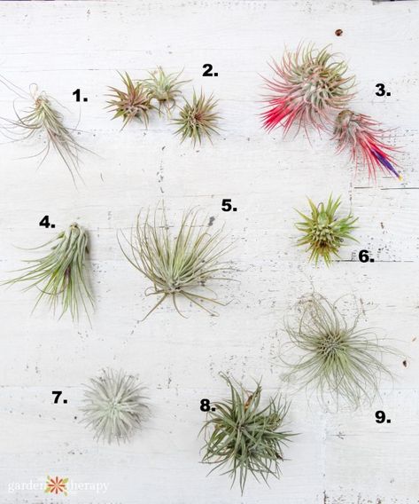 What Kind of Tillandsia do I Have? Identify and Care for Common Air Plant Varieties. There are a great many air plant varieties out there, and this guide will give you an introduction to some common ones as well as some bonus info on each one. #gardentherapy #airplants #tillandsia Types Of Air Plants, Air Plants Diy, Air Plant Care, Large Air Plants, Air Plants Decor, Garden Therapy, Making Plant Pots, Beautiful Terrariums, Air Plants Care