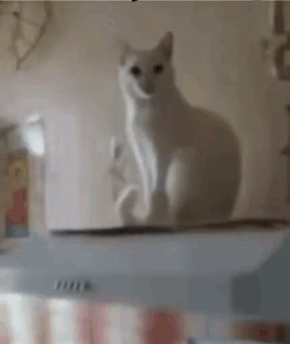 Cat Handshake GIF – Cat Handshake Animal – discover and share GIFs Shaking Gif, Hand Shake, Cat Hand, Shake Hands, Funny Images, Animated Gif, Cool Gifs, Gif, Kitty