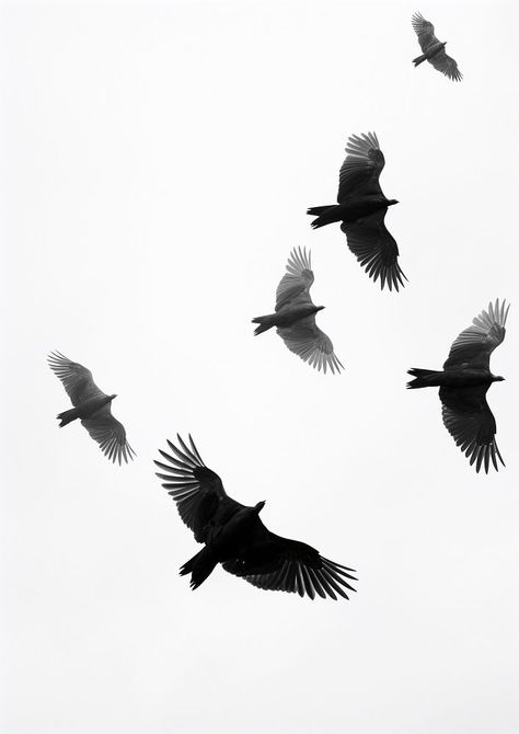 Birds on the sky animal motion flying.  | premium image by rawpixel.com / Pitcha Benrohman Flying Bird Art, Bird Shadow, Birds Black And White, Birds Flying In The Sky, Pattern Photography, Black And White Birds, Birds Photography, Black Birds, White Backgrounds