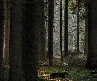 Chance Encounters, Magical Aesthetic, Enchanted Cottage, Wild Hare, Opening Scene, Inspirational Photography, Country Lifestyle, Forest Path, Magic Forest