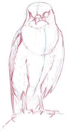 Totum Pole, John Muir Laws, Drawing Birds, Eagle Drawing, Bird Sketch, Nature Sketch, Animal Study, Drawing Animals, Animal Anatomy