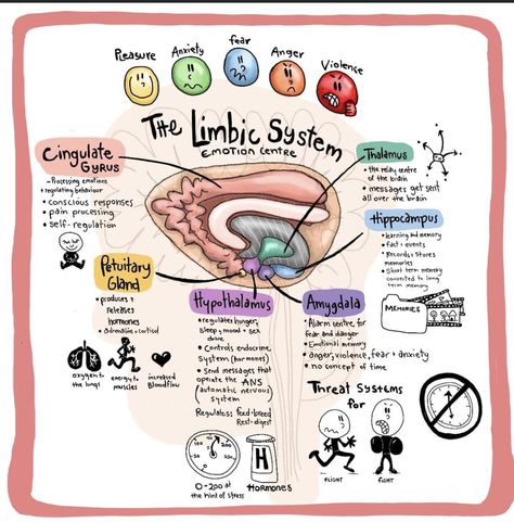 Nervus Vagus, Psychology Notes, Psychology Studies, Mental Health Activities, Limbic System, Mental Health Nursing, Mental Health Facts, Mental Health Therapy, Mental Health Counseling