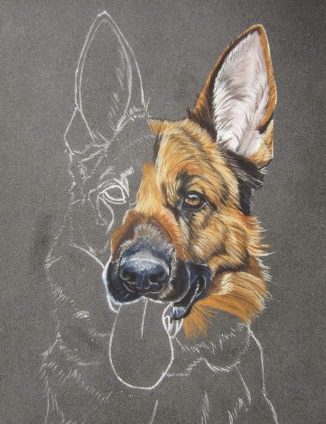 Blog du peintre animalier Cindy Barillet : Portraits d'animaux: Dessin de Berger allemand (Pastels secs) German Shepherd Drawing, Shepherd Drawing, German Shepherd Painting, Dog Portrait Drawing, Animal Paintings Acrylic, Dog Portraits Painting, Puppy Art, Pastel Sec, Black And White Art Drawing