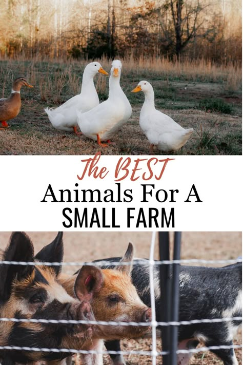 Let’s talk about some of the best small farm animals you can raise right on your little homestead. Whether you’re just starting out or looking to expand your small farm, these animals are sure to bring joy and benefits to your homestead. Cutest Farm Animals, Animals To Have On A Homestead, Best Cows For Small Farms, Small Animal Farm Layout, Beginner Farm Animals, Farm Animals For Beginners, Small Farming Ideas, Best Farm Animals For Beginners, Homestead Animal Layout