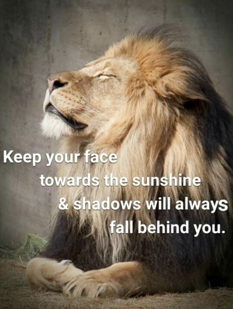 Lioness Quotes, English Girl, Leo Quotes, Lion Quotes, Lions Photos, Jesus Praying, Warrior Quotes, Verses Quotes, Girl A