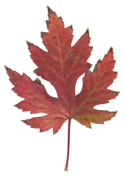 Maple Leaf Images, Silver Maple Leaf, Leaf Images, Leaf Coloring, Fall Leaves, Canada Flag, Wikimedia Commons, Maple Leaf, Maple Leaf Tattoo