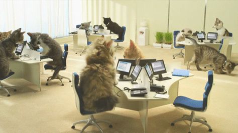 2) Kitty Call Center | 12 GIFs Of Adorable Animals Doing People Jobs Gatos Cool, Office Cat, Business Cat, Best Cat Gifs, Cat Call, Cat People, Grumpy Cat, Crazy Cat Lady, Doberman