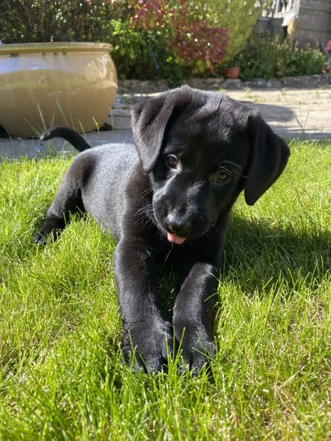 Black Labrador Puppy Cute, Puppy Black Lab, Puppy Black Labrador, Black Puppies Aesthetic, Black Puppies, Black Labrador Aesthetic, Labrador Black, Puppy Labrador Black, Black Lab Puppy