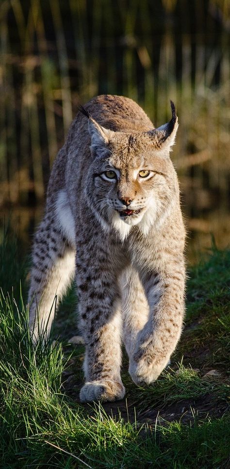 Photo of a bobcat. Animals #WildCats #Felidae #Bobcat Small Wild Cats, North American Animals, Wildlife Photos, Cat Aesthetic, Kitty Cats, Cat Painting, Cat Tattoo, Lynx, Cat Drawing