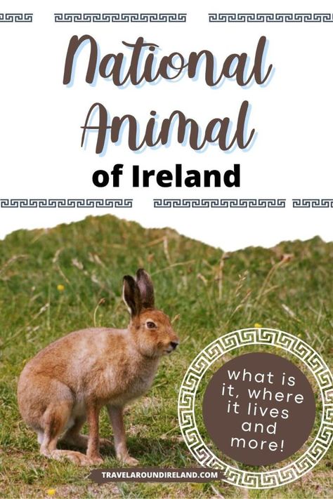 Irish Symbols And Meanings, Fun Facts About Ireland, Irish Animals, Ireland Facts, Irish Elk, Irish Symbols, Irish Country, Irish Crafts, Animal Printables