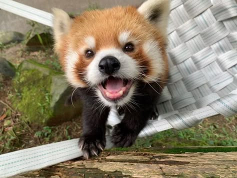 Happiness Template, Red Panda Cute, Animal Pfp, Panda Cute, Red Pandas, Pets 3, Trash Panda, Silly Animals, Favorite Animals