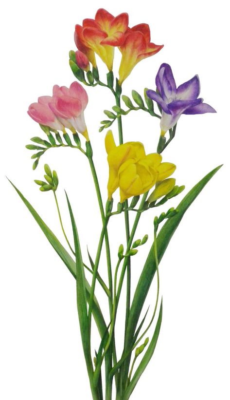 Freesia Drawing, Iris Drawing, Acrylic Flower Painting, Freesia Flowers, Peruvian Lilies, Whimsical Art Paintings, Floral Illustration, Acrylic Flowers, Botanical Drawings