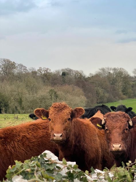 Welsh Countryside Aesthetic, Welsh Aesthetic, Wales Country, Welsh Countryside, Farm Women, Runner Ducks, Exotic Animals, Under The Moon, Organic Farming