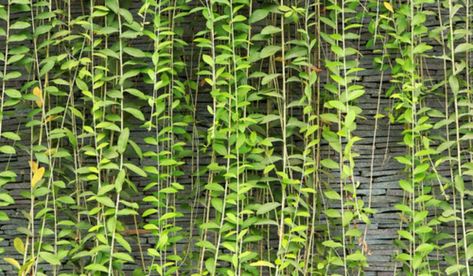 Curtain Creeper: Facts, benefits, growth and care tips Curtain Creeper, Murraya Paniculata, Creepers Plants, Simply Life, Famous Monuments, Ornamental Plants, Celebrity Houses, Animal House, Lush Green