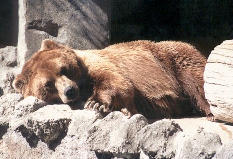 Do bears hibernate? | Natural World of Living Things Hibernating Animals, Preschool November, Sharing The Planet, Animals That Hibernate, Art Of Animals, Winter Poems, Animal Lessons, Different Types Of Animals, World Facts