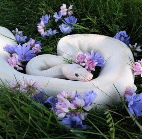 Pretty Snakes, Corn Snake, Cute Reptiles, Cute Snake, Python Snake, Pet Snake, Beautiful Snakes, Your Spirit Animal, White Snake