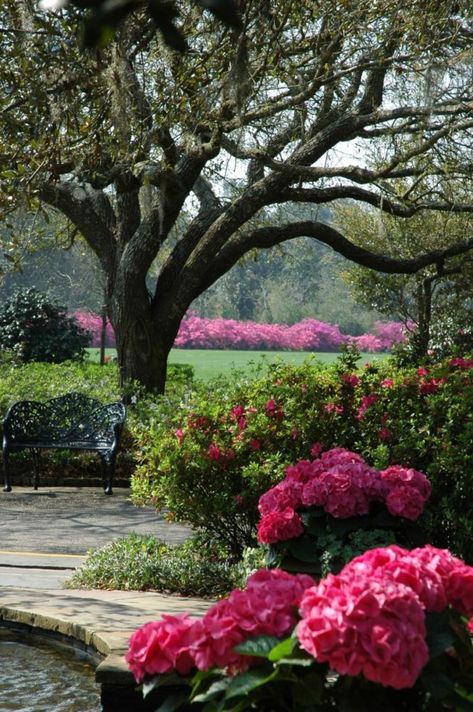 Southern Comfort at Bellingrath Gardens - Flower Magazine Class Garden, American Garden, Southern Garden, Live Oak Trees, Rose Trees, Oak Trees, Live Oak, Southern Comfort, Woodland Garden