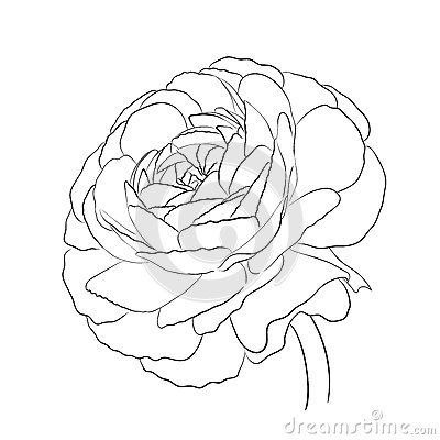 Ranunculus Drawing, Sketchbook Art Inspiration, Ranunculus, Free Illustrations, Flower Drawing, Art Sketchbook, Fun Crafts, Okay Gesture, Sketch Book