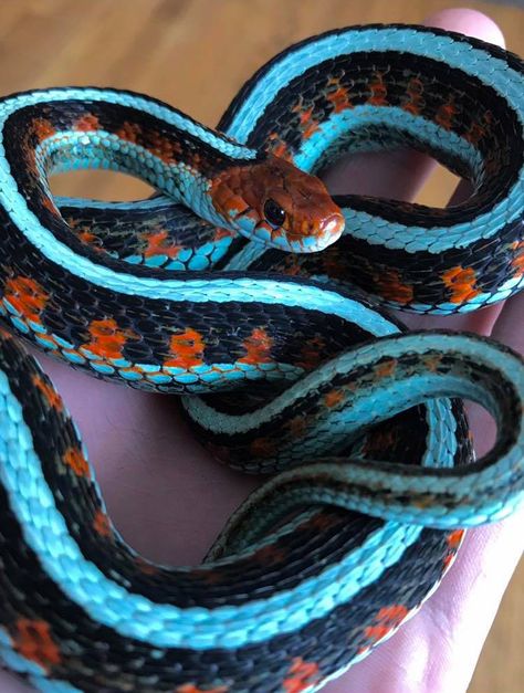 ❤️💙 Amazing red and blue beauty! ❤️💙 California red sided garter snake owned by Brian Fantana. TRR is made possible by Reptile Basics Snake Turtle, Snake Photos, Cool Snakes, Garter Snake, Colorful Snakes, Pretty Snakes, Snake Lovers, Cute Snake, Beautiful Snakes