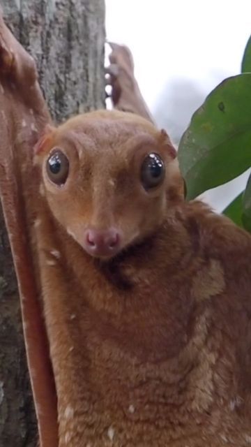 Flying Lemur, Philippine Islands, Strange And Unusual, Interesting Animals, Exotic Animals, Unusual Animals, Unique Animals, Exotic Pets, Southeast Asia