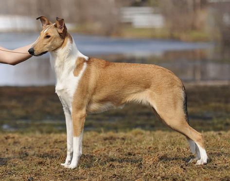 Smooth Collie • From: collie.kuvat.fi School Dr, Smooth Collie, Fit Dogs, Every Dog Breed, All Breeds Of Dogs, Dogs Breeds, Dream Dog, Animals Pictures, Rough Collie