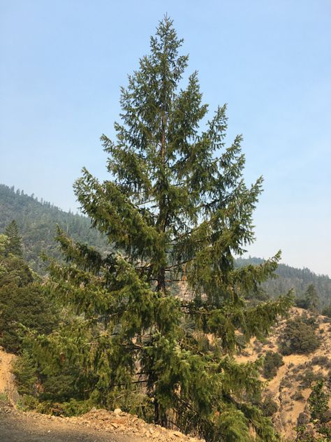 UFEI - SelecTree: A Tree Selection Guide Schinus Molle Trees, Sequoia Trees California, Monterrey Oak Tree, European Beech Tree, Mariposa Grove Of Giant Sequoias, Pseudotsuga Menziesii, The Selection, Country Roads, Road