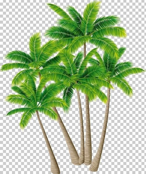 Coco Png, Palm Tree Clip Art, Red Port, Tree Photoshop, Meldi Ma Hd Photo, Photoshop Backgrounds Backdrops, Branch Vector, Free Green Screen, Photoshop Backgrounds Free