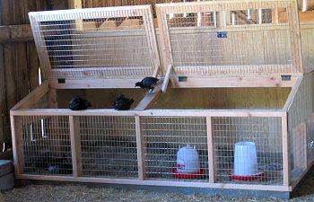 Reban Ayam, Yard Chickens, Brooder Box, Chicken Brooder, Chicken Pen, Backyard Chicken Farming, Chicken Life, Keeping Chickens, Chicken Coop Plans