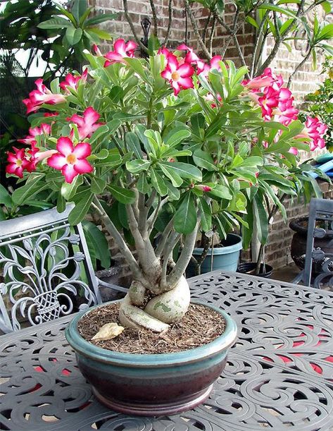 Adenium, Plumeria, Caudex Desert Roses, Desert Rose Plant, Making Plant Pots, Adenium Obesum, Herb Garden Design, Succulent Gardening, Dotting Tool, Miniature Plants, House Plants Decor