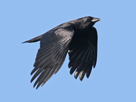 Common Crow, Crow Photos, Crow Flying, Raven Wings, American Crow, The Crow, All Birds, Celebrity Art, Small Birds