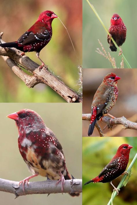 Finch Sketch, Strawberry Finch, Red Finch, Berry Pop, House Finch, Finches Bird, Cutee Animals, Snow Owl, Animal Images