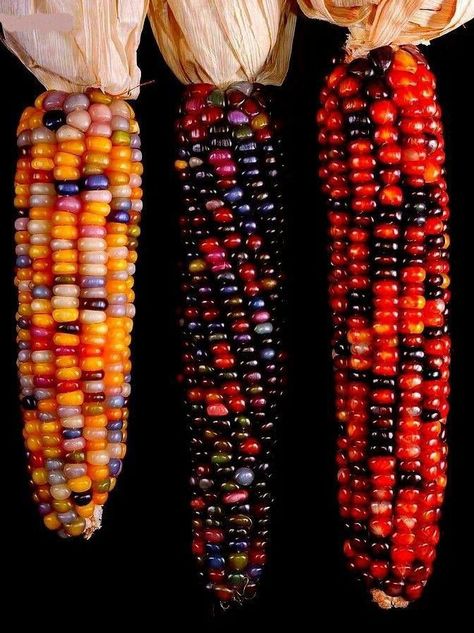 Gem Corn, Colored Corn, Rainbow Corn, Glass Gem Corn, Vegetable Pictures, Forest Fruits, Indian Corn, You're The One, Portraiture Painting