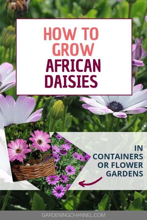 Try growing African daisy flowers. Learn how to grow African daisies, including fertilization tips. African daisies require soil rich in nutrients and minerals. #gardeningchannel #gardening #flowergardening #growingdaisies African Daisies, African Daisy, Morning Glory Flowers, Building Raised Garden Beds, Container Garden Design, Starting A Vegetable Garden, Garden Urns, Survival Gardening, African Flowers