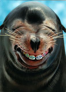 Braces Funny, Braces Humor, Animal Teeth, Funny Photoshop, Seal Of Approval, Cute Inspirational Quotes, Seriously Funny, Happy Animals, Funny Animal Pictures