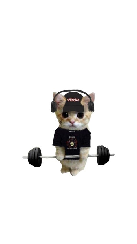 Gym Meme, Cat Gym, Meme Cat, Minecraft Architecture, Gym Memes, Cartoon Profile Pics, Better Life Quotes, Gym Rat, Better Life