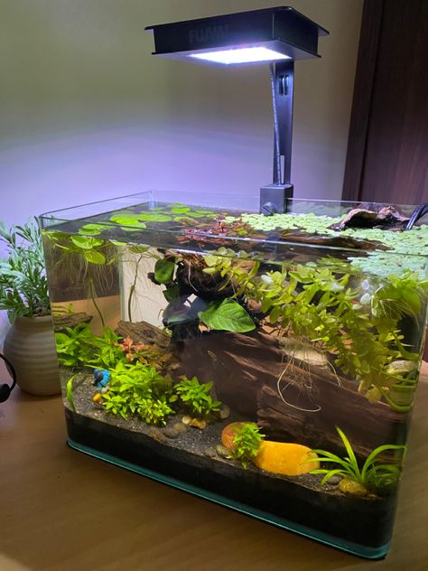 Houses one gentle betta and eight anti-social cherry shrimp. Betta Tank Ideas, Fish Tanks Ideas, 5 Gallon Aquarium, Angle Fish, Snail Tank, Aqua Scape, Frog Tank, Tank Terrarium, Fish Types