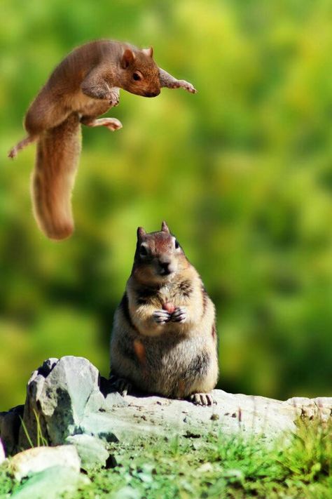 . Sneak Attack, Squirrel Funny, Flying Squirrel, Cute Squirrel, A Squirrel, Animal Pics, Hamsters, Rodents, Animal Planet